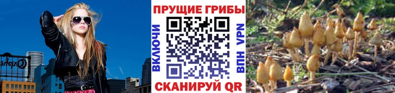 купить наркоту  Новоульяновск  Псилоцибиновые грибы GOLDEN TEACHER 